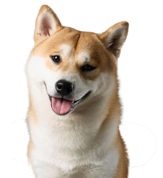 shiba-btm-banner